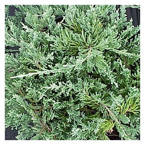 JUNIPERUS horizontalis 'Wiltonii'